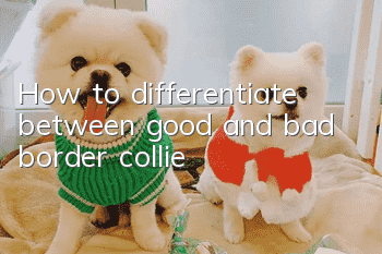 How to differentiate between good and bad border collie
