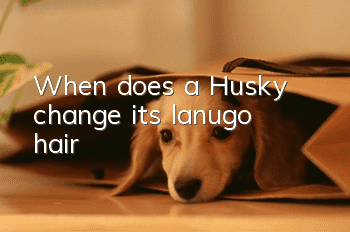 When does a Husky change its lanugo hair?