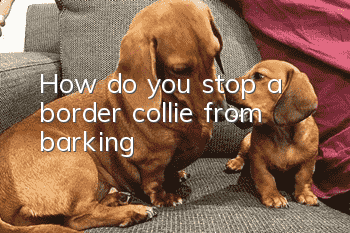 How do you stop a border collie from barking?
