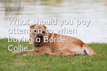 What should you pay attention to when buying a Border Collie?