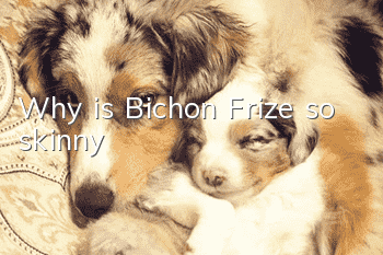 Why is Bichon Frize so skinny?