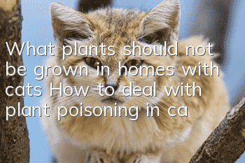What plants should not be grown in homes with cats? How to deal with plant poisoning in cats