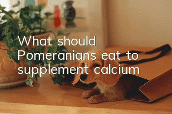 What should Pomeranians eat to supplement calcium?