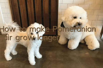 How to make Pomeranian hair grow longer