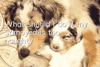 What should I do if my Samoyed is too naughty?