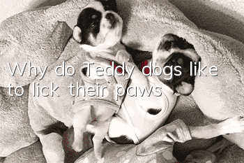 Why do Teddy dogs like to lick their paws?