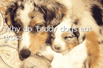 Why do Teddy dogs eat grass?