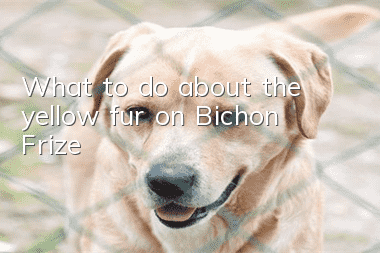 What to do about the yellow fur on Bichon Frize