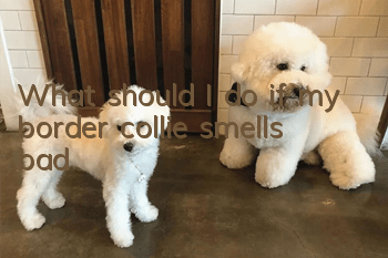 What should I do if my border collie smells bad?