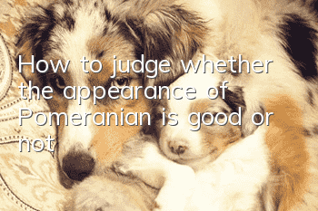 How to judge whether the appearance of Pomeranian is good or not?