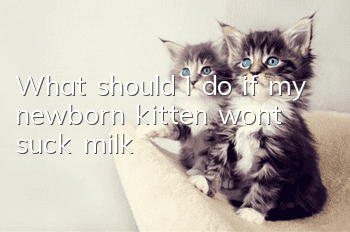 What should I do if my newborn kitten won’t suck milk?