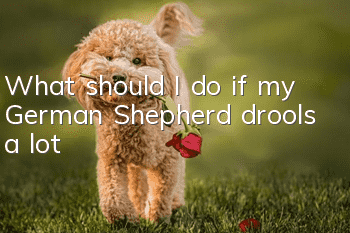 What should I do if my German Shepherd drools a lot?