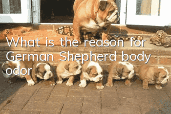 What is the reason for German Shepherd body odor?