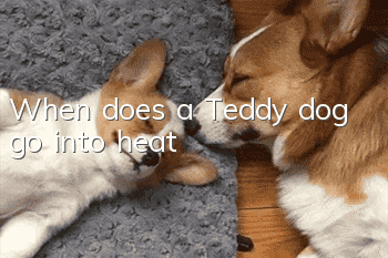When does a Teddy dog ​​go into heat?
