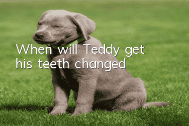 When will Teddy get his teeth changed?