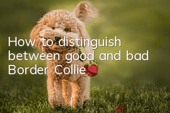 How to distinguish between good and bad Border Collie