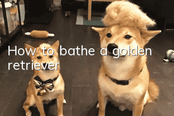 How to bathe a golden retriever