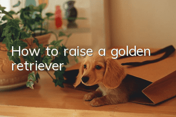 How to raise a golden retriever