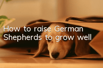 How to raise German Shepherds to grow well