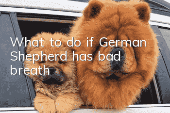 What to do if German Shepherd has bad breath