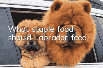 What staple food should Labrador feed?