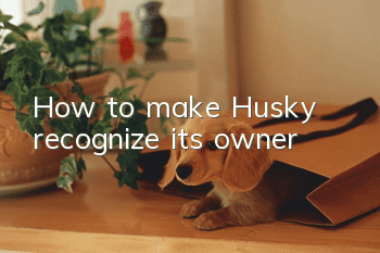 How to make Husky recognize its owner