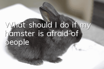 What should I do if my hamster is afraid of people?