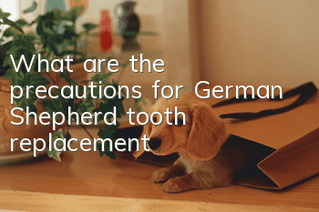 What are the precautions for German Shepherd tooth replacement?