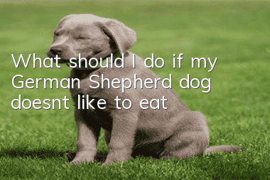 What should I do if my German Shepherd dog doesn’t like to eat?