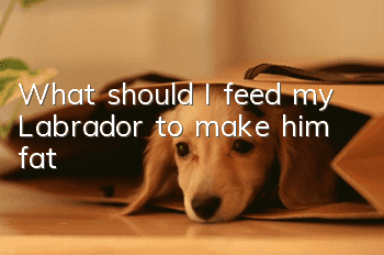 What should I feed my Labrador to make him fat?