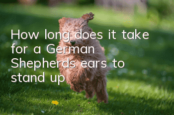 How long does it take for a German Shepherd’s ears to stand up?