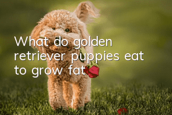 What do golden retriever puppies eat to grow fat?