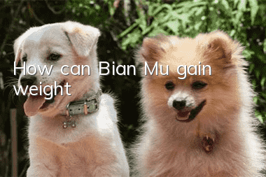 How can Bian Mu gain weight?