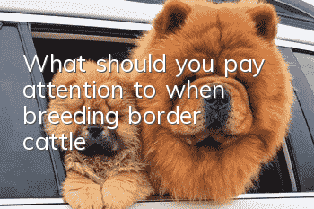 What should you pay attention to when breeding border cattle?