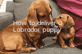How to deliver a Labrador puppy