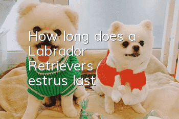 How long does a Labrador Retriever's estrus last?