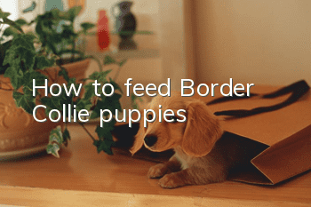 How to feed Border Collie puppies