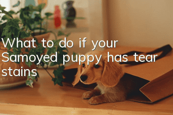 What to do if your Samoyed puppy has tear stains