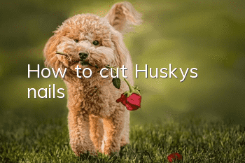 How to cut Husky’s nails