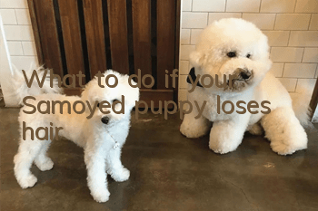 What to do if your Samoyed puppy loses hair