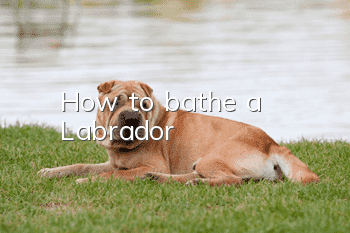 How to bathe a Labrador