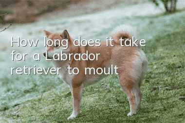 How long does it take for a Labrador retriever to moult?