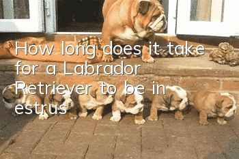 How long does it take for a Labrador Retriever to be in estrus?