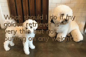 What should I do if my golden retriever is very thin but not putting on any weight?