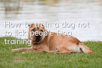 How to train a dog not to lick people? Dog training!