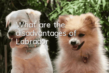 What are the disadvantages of Labrador?