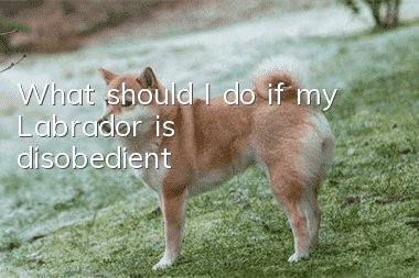 What should I do if my Labrador is disobedient?