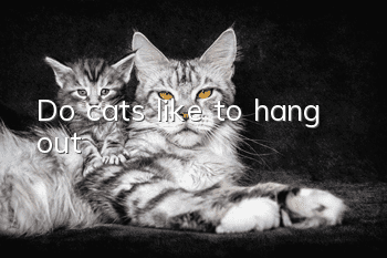 Do cats like to hang out?