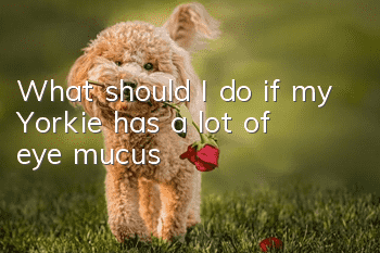 What should I do if my Yorkie has a lot of eye mucus?