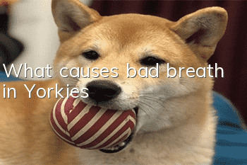 What causes bad breath in Yorkies?